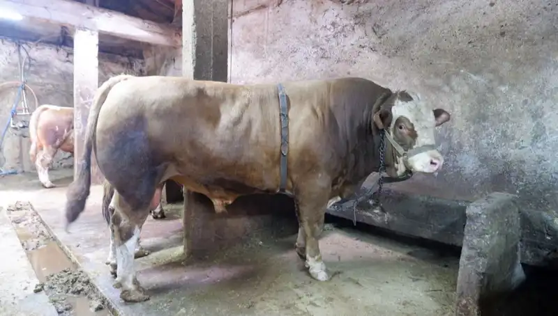 1 Ton 200 Kilo Eşsiz Ürün Yeni Sahibine Kavuştu, Fiyatı Şaşırttı!