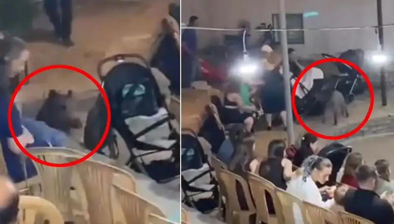 Yaban Domuzu Düğüne Bastı: Tüm Misafirler Panik İçinde Kaçtı!