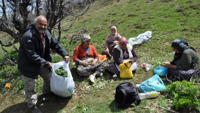 Yürüyerek Toplanan Mantarlar: Ailelerin Geçim Kaynağı ve Kazançları