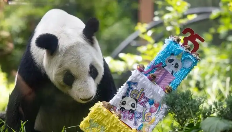 Dev Panda Xin Xin’in 35. Yaşını Kutladığı Etkinlikte Duygusal Anlar Yaşandı